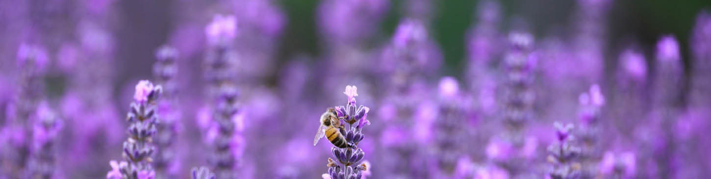 Perfumes & Essential Oils